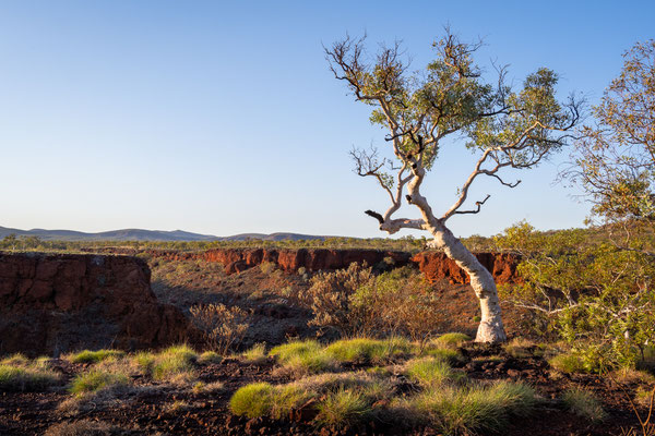 Dales Gorge, Karijini Nationalpark - Schluchtwanderung am Frühen Morgen