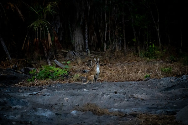 Wallabie beim Corroboree Park