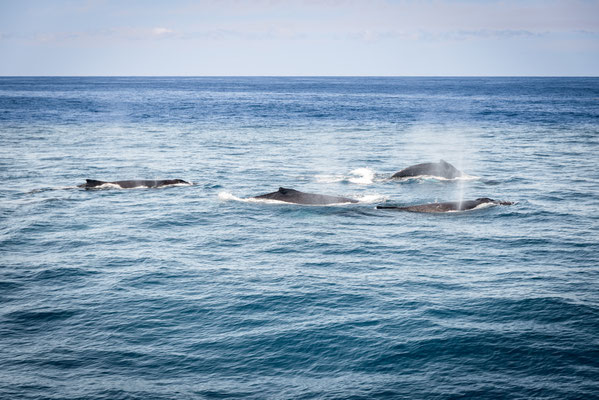 Whale Watching in Brisbane