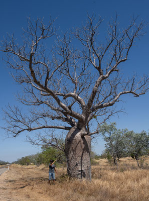 Victoria River Roadhouse - Boab Tree