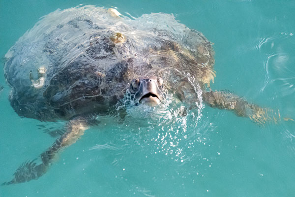 Monkey Mia, Shark Bay - Monkey Mia Dolphin Resort - Meeresschildkröte direkt beim Pier
