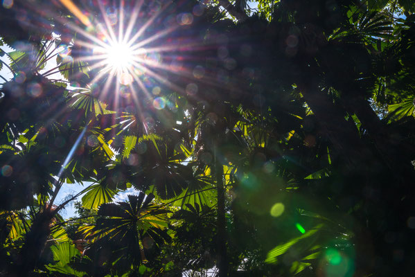 Dubuji Walk (Daintree National Park) - hier suchen wir die Drachen...
