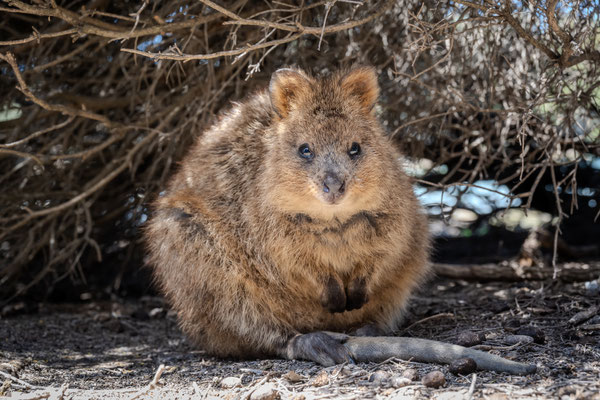 Rottnest Island - Quokkas am Morgen
