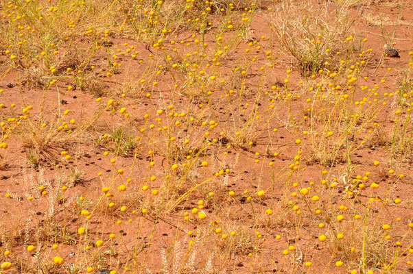 Uluru Base Walk