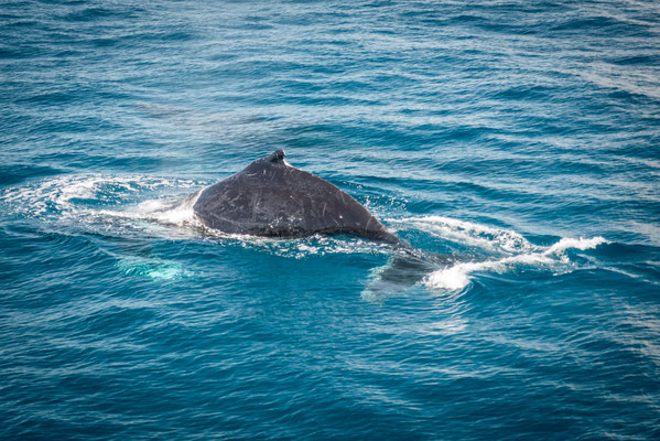 Whale Watching in Brisbane