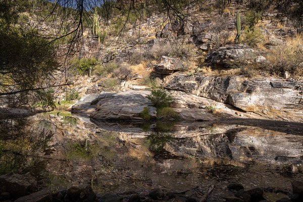 Sabino Canyon - Creek Trail