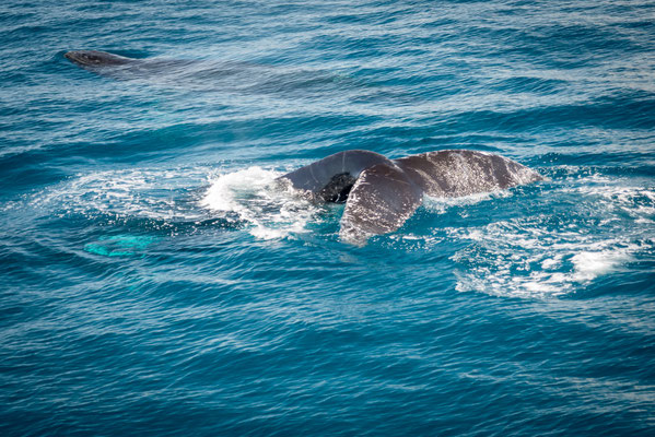 Whale Watching in Brisbane