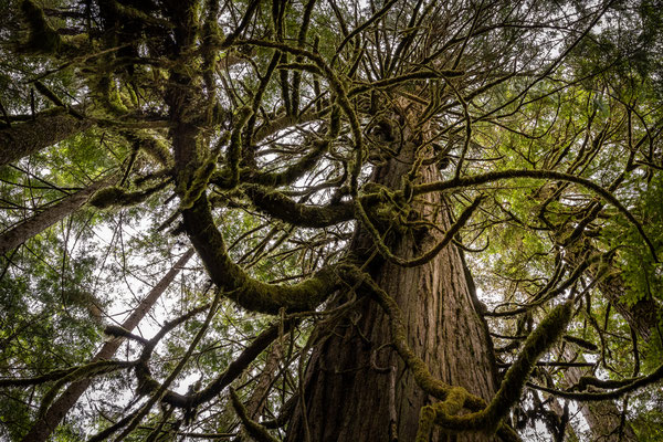 Rainforest Figure Eight Loop, Pacific Rim Nationalpark