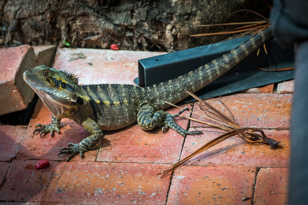Kuranda, ein Lizard