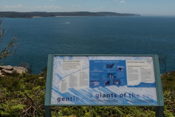Beim Barrenjoey Liththouse - Aussicht weiter nach Norden