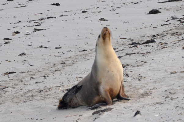 Seal Bay - Seerobbenkolonien am Strand