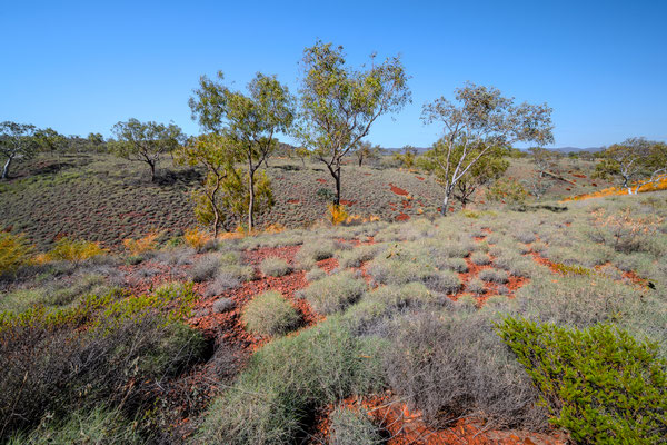 Albert Tongolini Lookout 