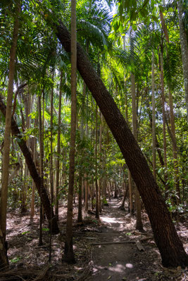 Litchfield Nationalpark - Wangi Falls Loop Walk