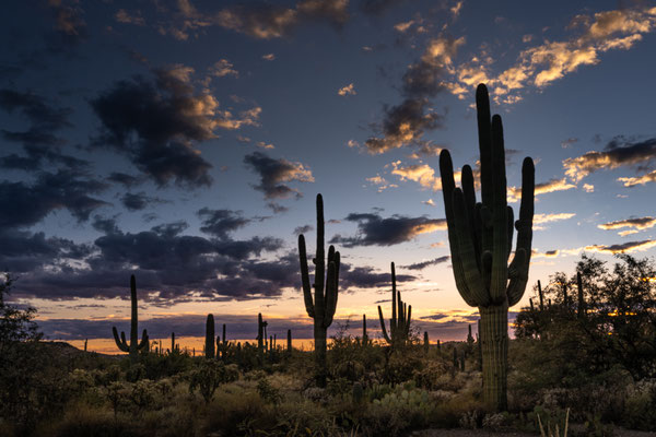 Sabino Canyon - Sunset