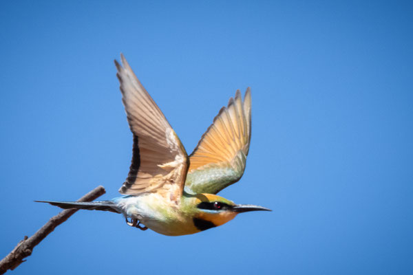 Reddell Beach, Broome - Rainbow Bee Eater (Bienenfresser)