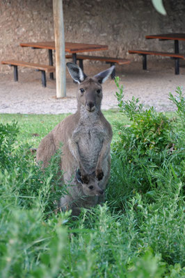 Newland Head Conservation Park - Kängurus auf dem Campingplatz