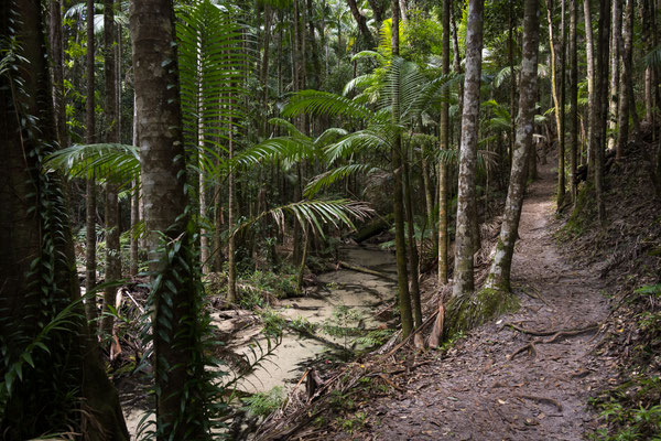 Fraser Island - Wanggoolba Creek Walk