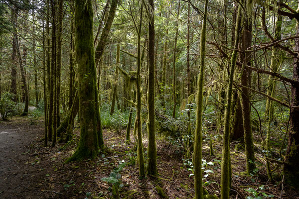 Rainforest Figure Eight Loop, Pacific Rim Nationalpark