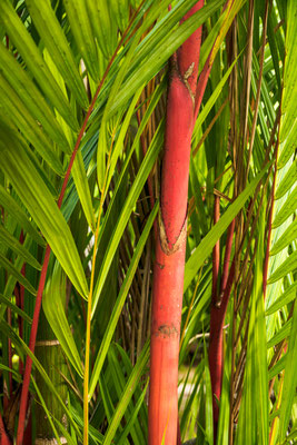 Lync-Haven Rainforest Retreat Camping