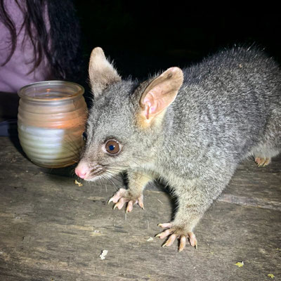 Jarrahndene Campground, Leeuwin-Naturaliste Nationalpark - das EXTREM FRECHE Possum