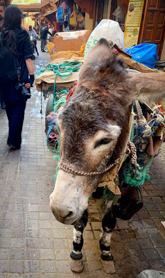 Marrakesch - unterwegs in den Souks - Esel mit Wagen