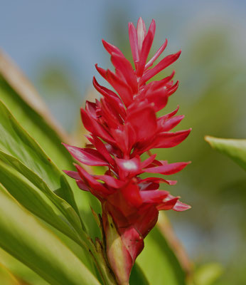 Seychellen Flora