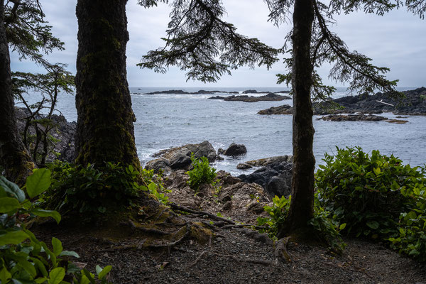 Ucluelet - Wild Pacific Trail