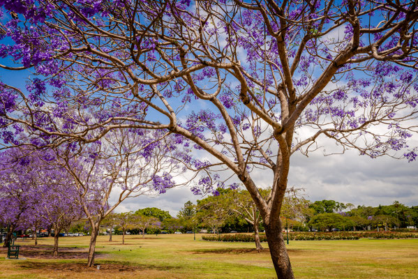 New Fam Park - Jacaranda Trees