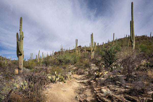 Sabino Canyon - Rattlesnake Trail