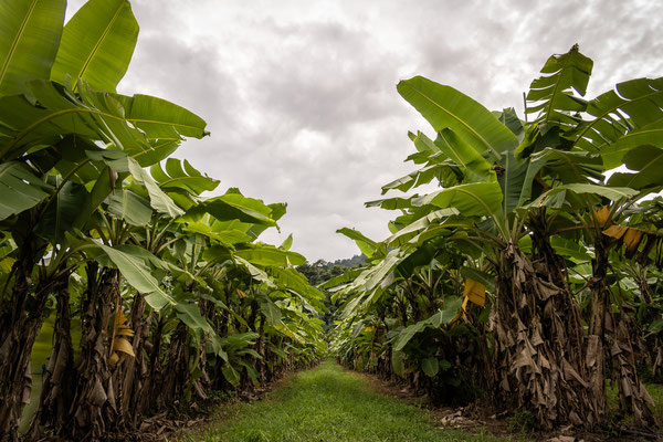 Bananenplantage bei Babinda