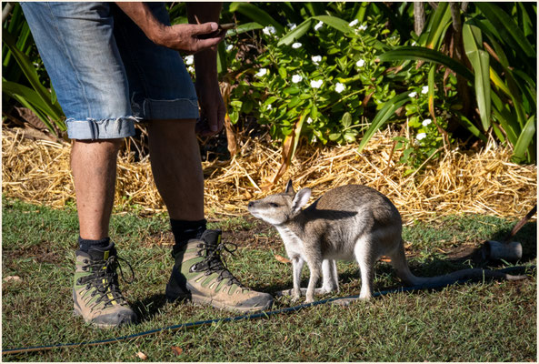 Murray's Place, Gregory - das Wallabie