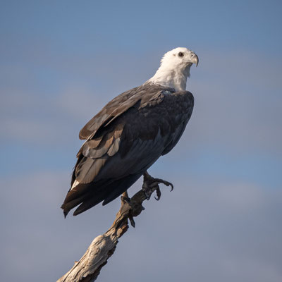 Yellow Water Lagoon, Kakadu Nationalpark - Seeadler