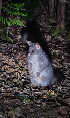 Jarrahndene Campground, Leeuwin-Naturaliste Nationalpark - das Possum