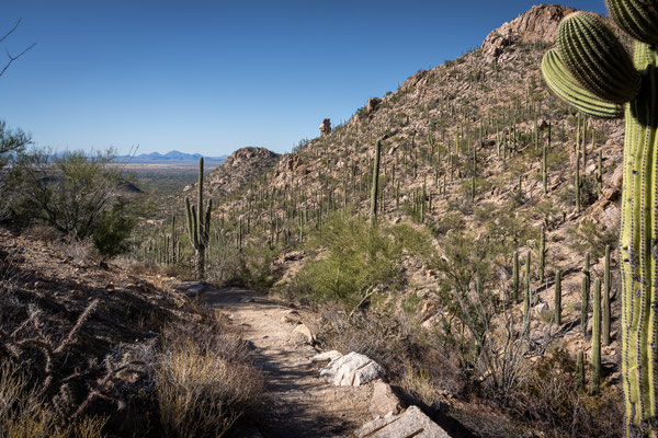 Saguaro National Park West - Hugh Norris Trail