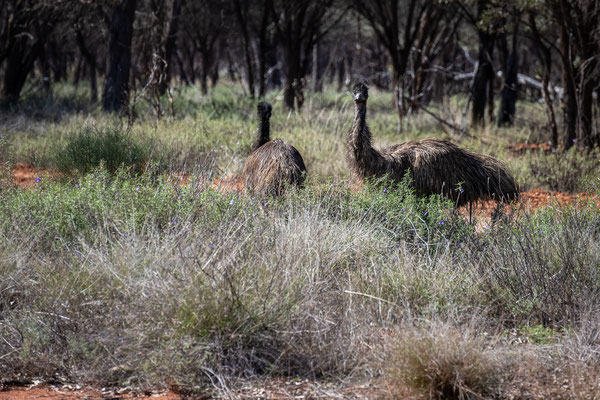 unterwegs durchs Outback - typische Tierwelt