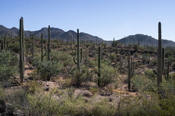 Saguaro National Park West - Signal Hill, Cactus Wren Trail