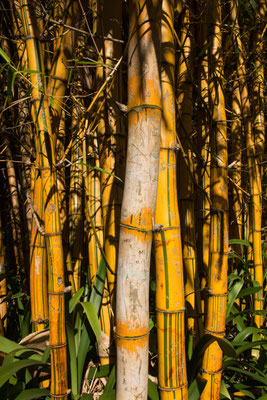 Botanischer Garten