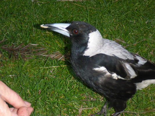 Rabenvogel frisst aus der Hand... auf dem Camping