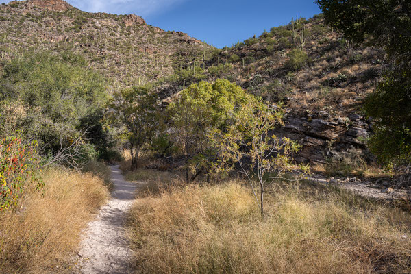 Sabino Canyon - Creek Trail