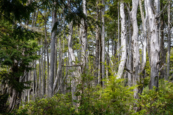 Ucluelet - Wild Pacific Trail