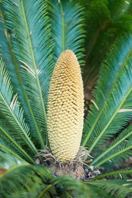 Botanischer Garten