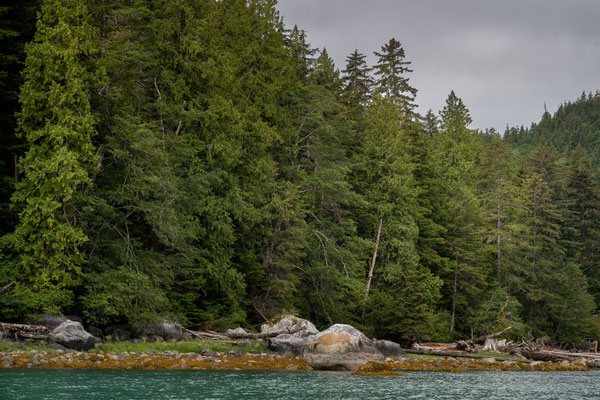 Port McNeill/Knight Inlet - Grizzly Tour mit 'Sea Wolf Adventures'