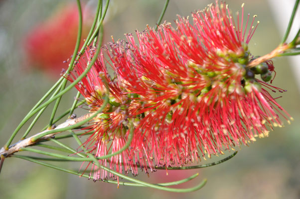 Barossa Valley Flora