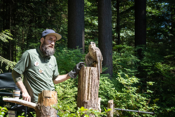 Capilano Suspension Bridge Park - Raptors Ridge