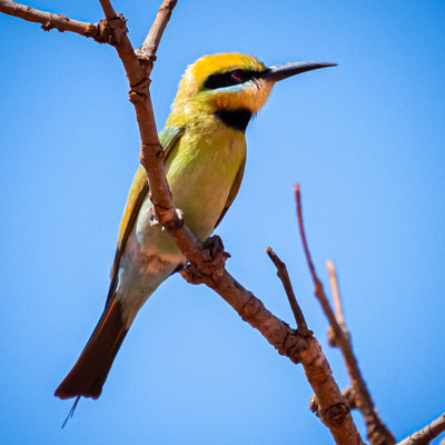 Reddell Beach, Broome - Rainbow Bee Eater (Bienenfresser)