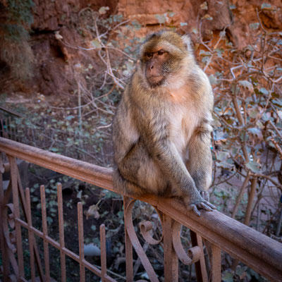 Marrakesch - Cascades d'Ouzoud - Pavian