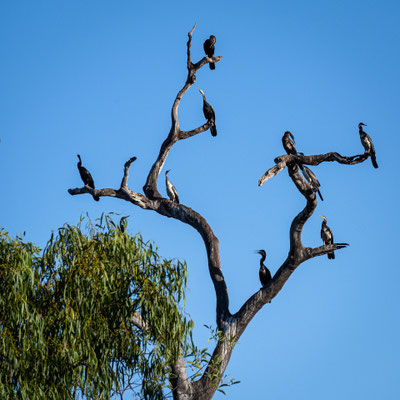 Vogelwelt beim Hann Creek Free Camp 