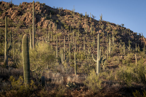 Picture Rock Trail