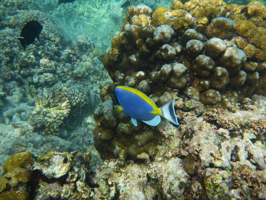 schnorcheln bei Felicité Island