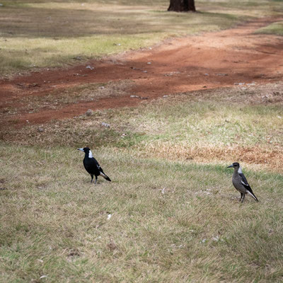 Kumbia - Magpies (Elstern)